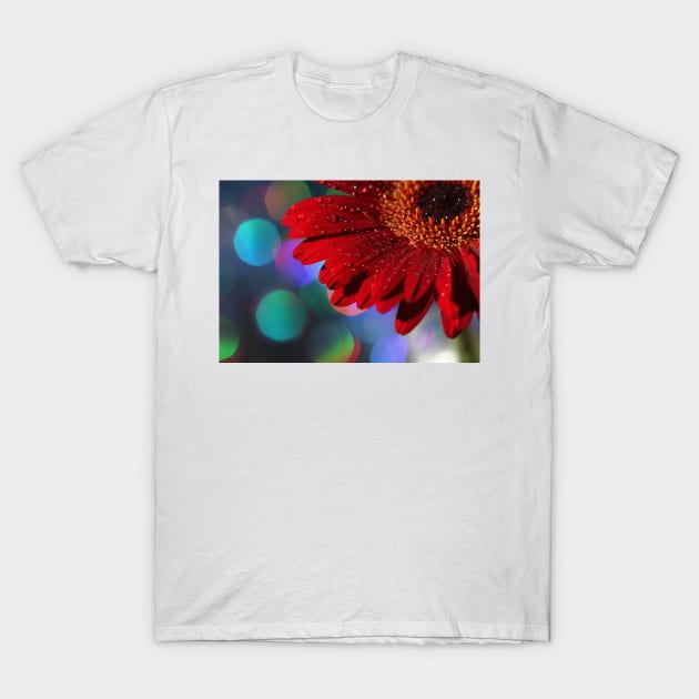 Red Rainbow Gerbera T-Shirt by micklyn